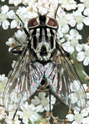Réf. 327 582 : Graphomya maculata